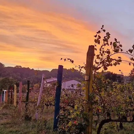 La Casa Nella Vigna Colline Del Vino *