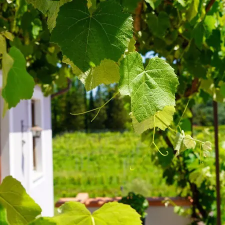 La Casa Nella Vigna Colline Del Vino * 카판노리